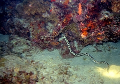 IMG_0820rf_Maldives_Madoogali_Plongee 7_House reef_Anguille serpent macule_Myrichthys maculosus